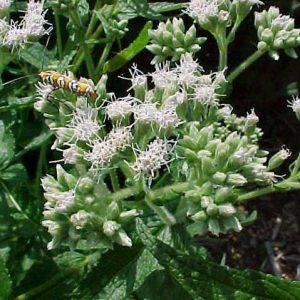 Boneset
