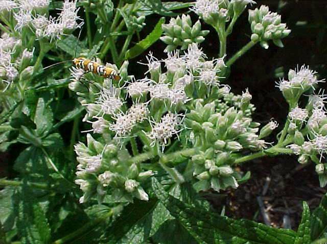 Boneset