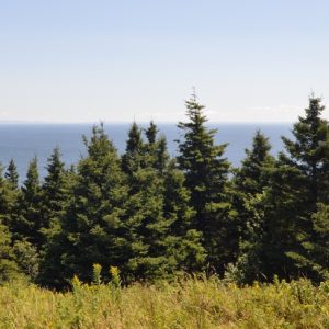 White Spruce