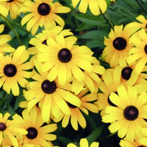 Black-eyed Susan