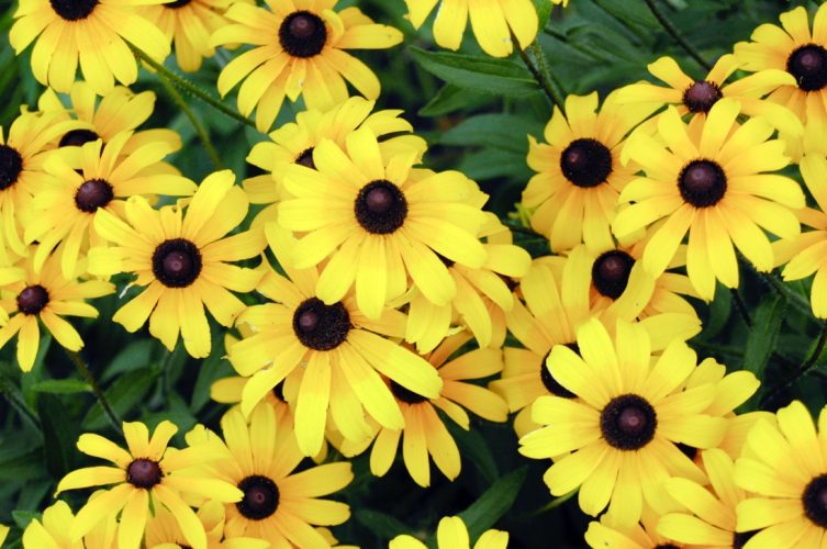 Black-eyed Susan