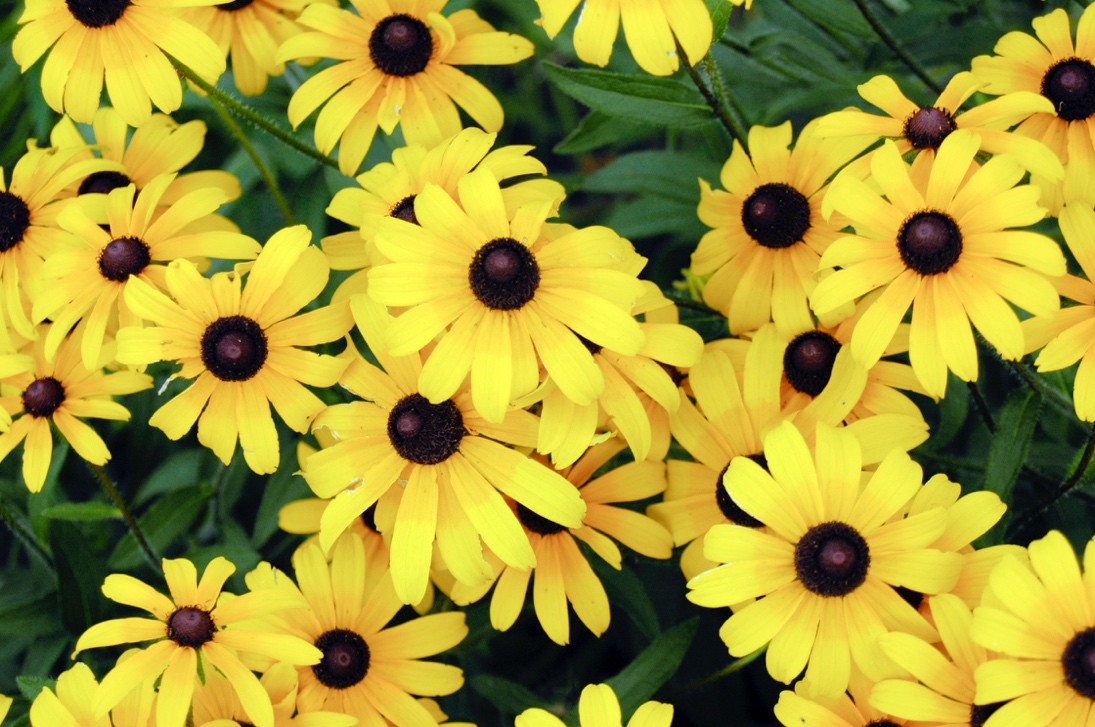 You are currently viewing Black-eyed Susan