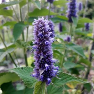 Anise Hyssop