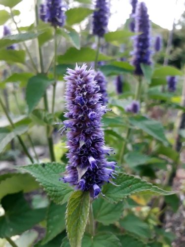 Anise Hyssop