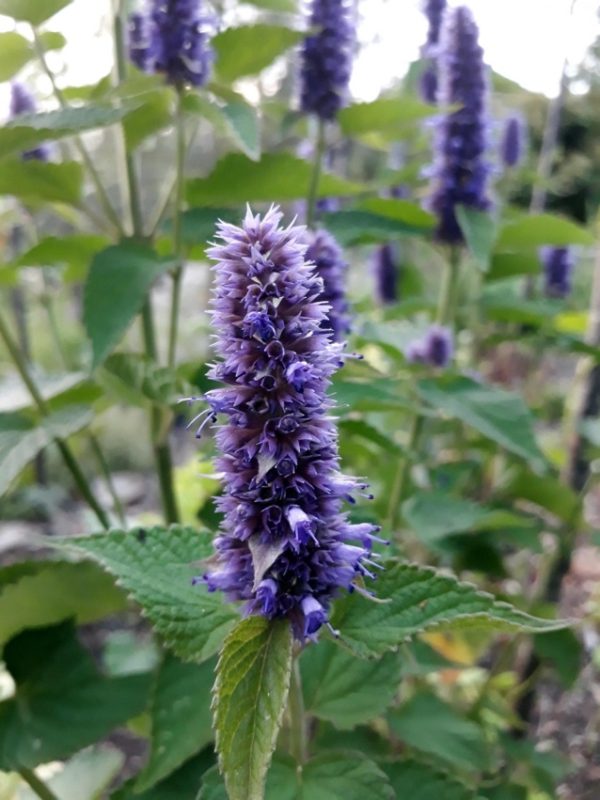 Anise Hyssop