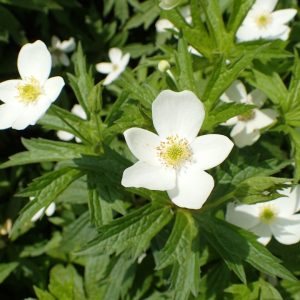 Canada Anemone