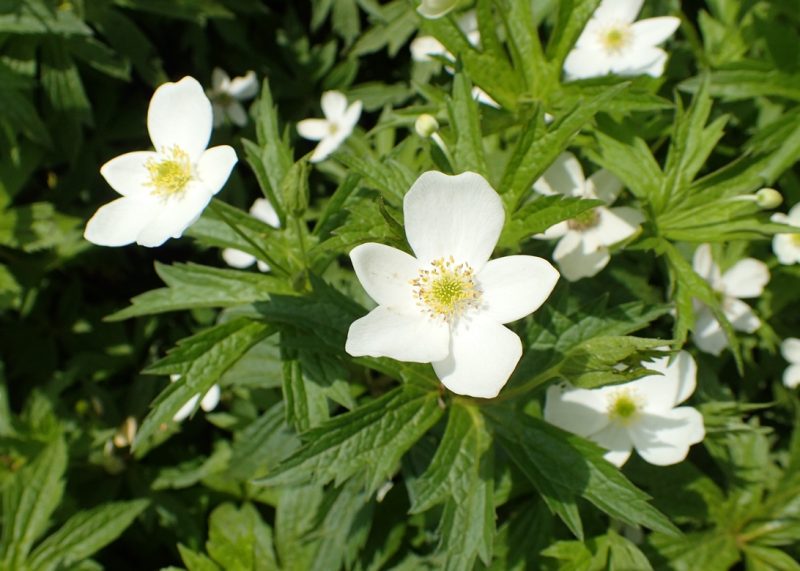Canada Anemone