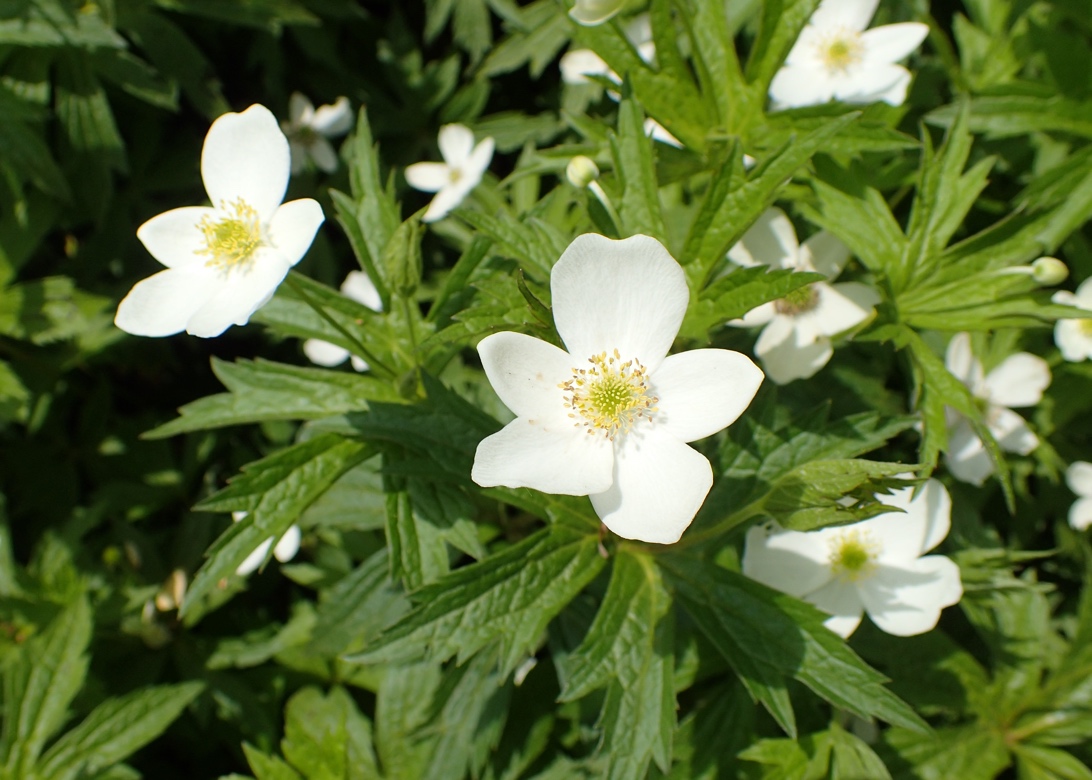You are currently viewing Canada Anemone