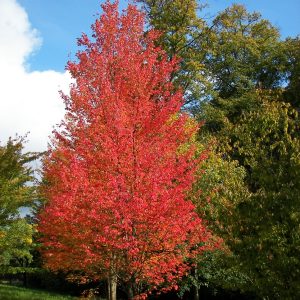 Red Maple