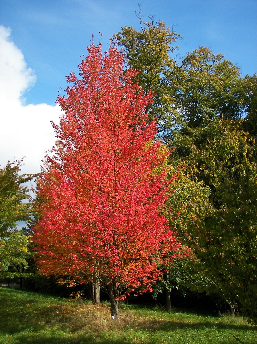 You are currently viewing Red Maple