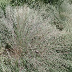 Little Bluestem