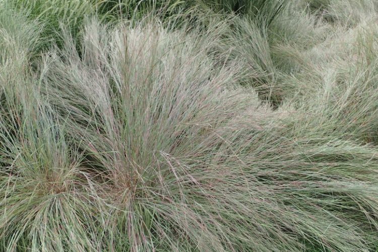 Little Bluestem