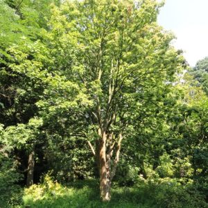 Ohio Buckeye