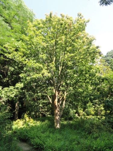 Ohio Buckeye