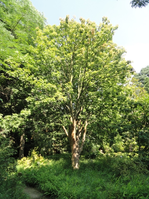 You are currently viewing Ohio Buckeye
