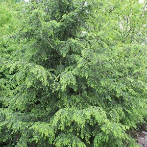 Eastern Hemlock