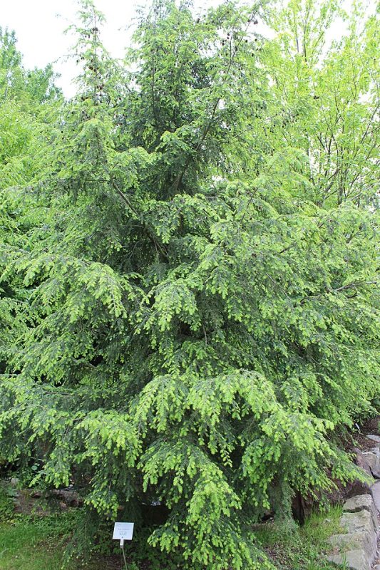 Eastern Hemlock