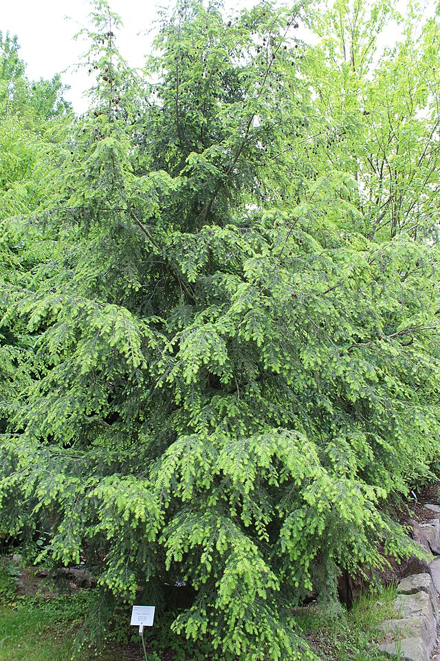You are currently viewing Eastern Hemlock
