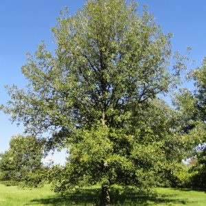 Burr Oak