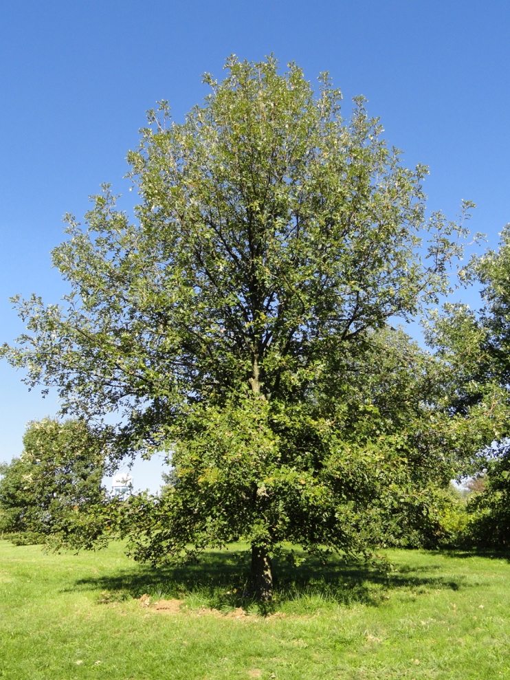 You are currently viewing Burr Oak