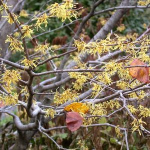 Witch Hazel