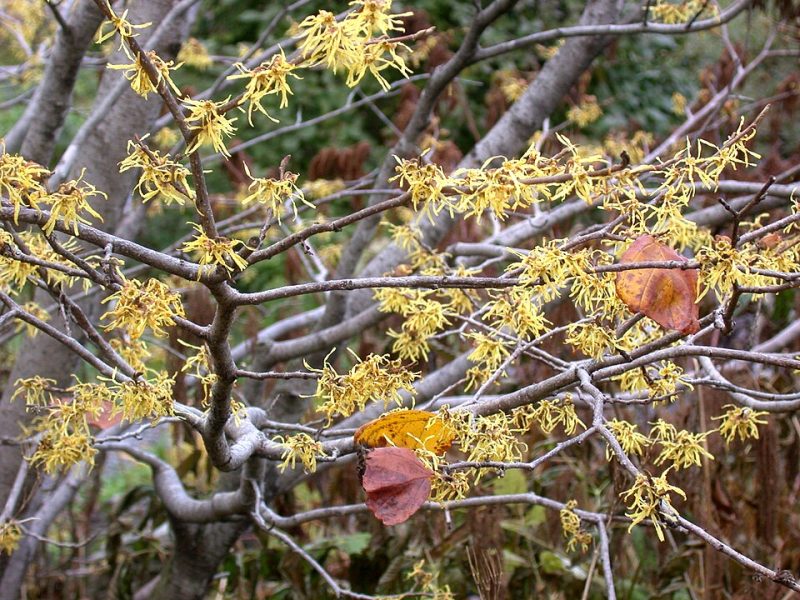 Witch Hazel