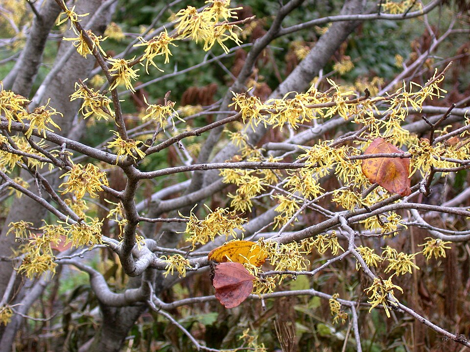 You are currently viewing Witch Hazel
