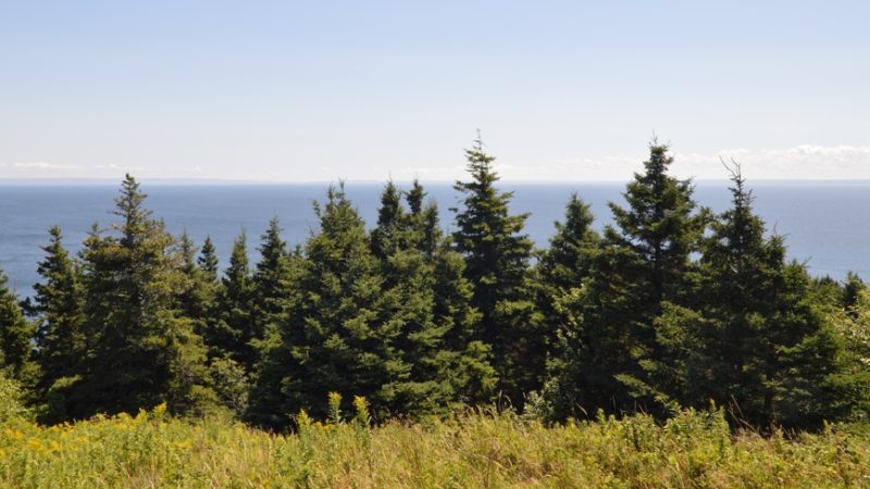 White Spruce