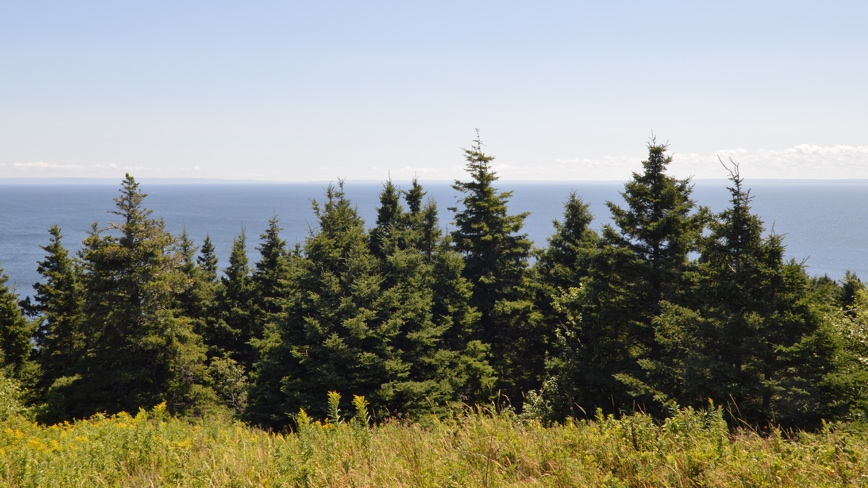 You are currently viewing White Spruce