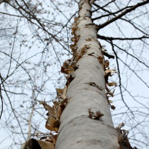 White Birch