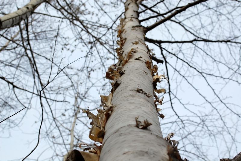 White Birch