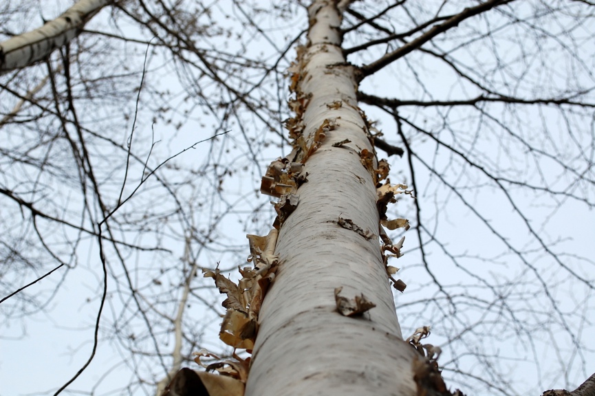 You are currently viewing White Birch
