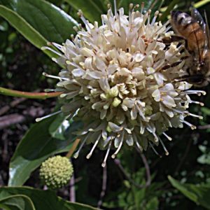 Buttonbush