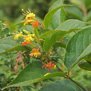 Bush Honeysuckle