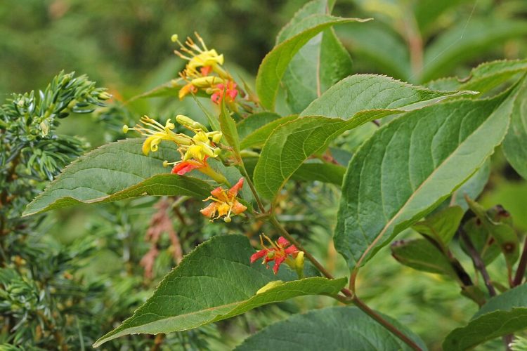 Bush Honeysuckle