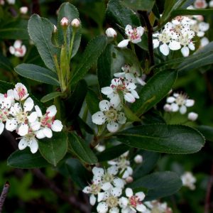 Black Chokeberry