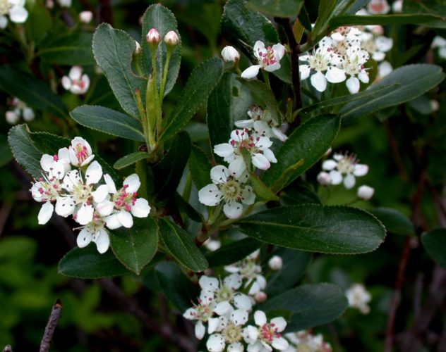 Black Chokeberry