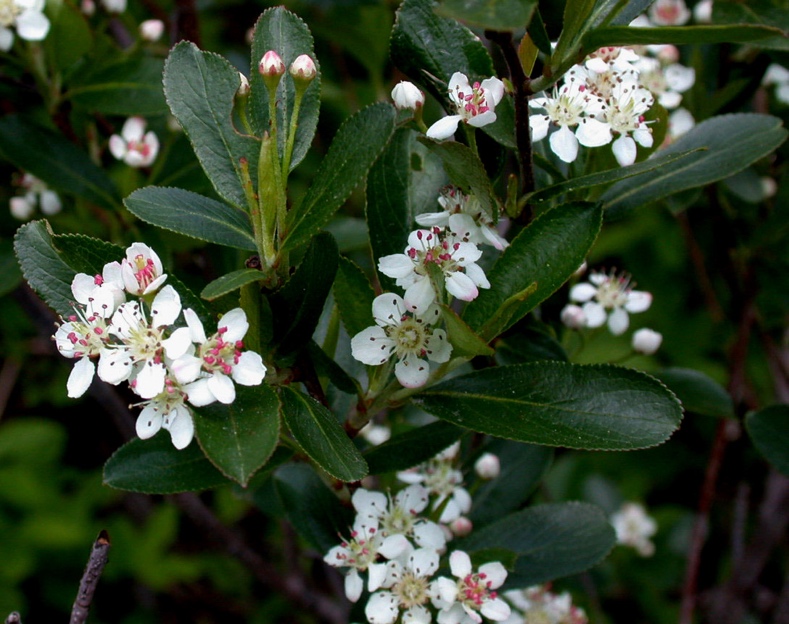 Black Chokeberry