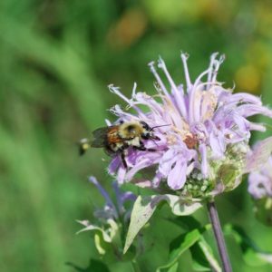 Wild Bergamot