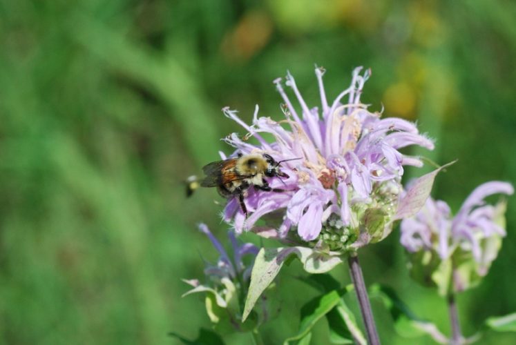 Wild Bergamot