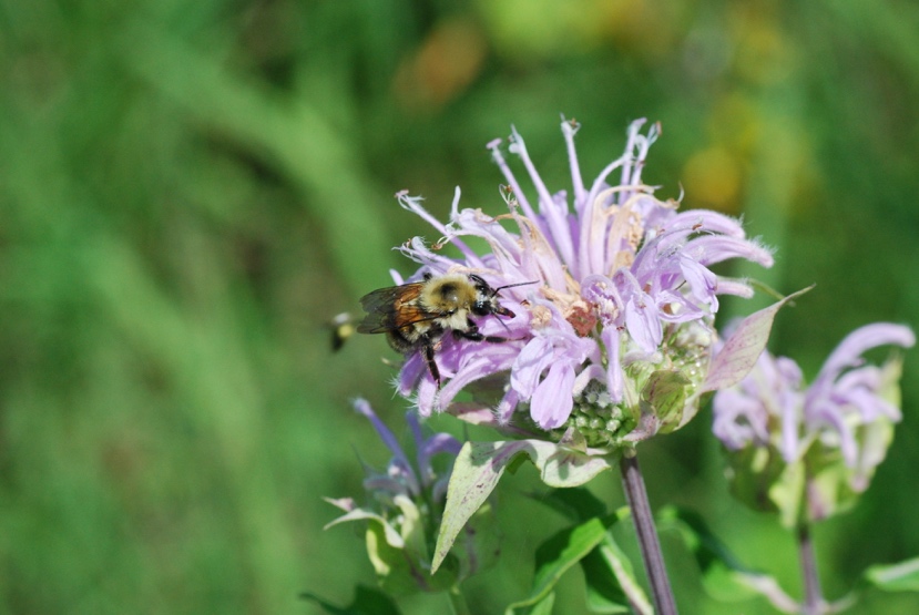 You are currently viewing Wild Bergamot