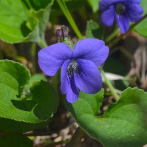 Wooly Blue Violet