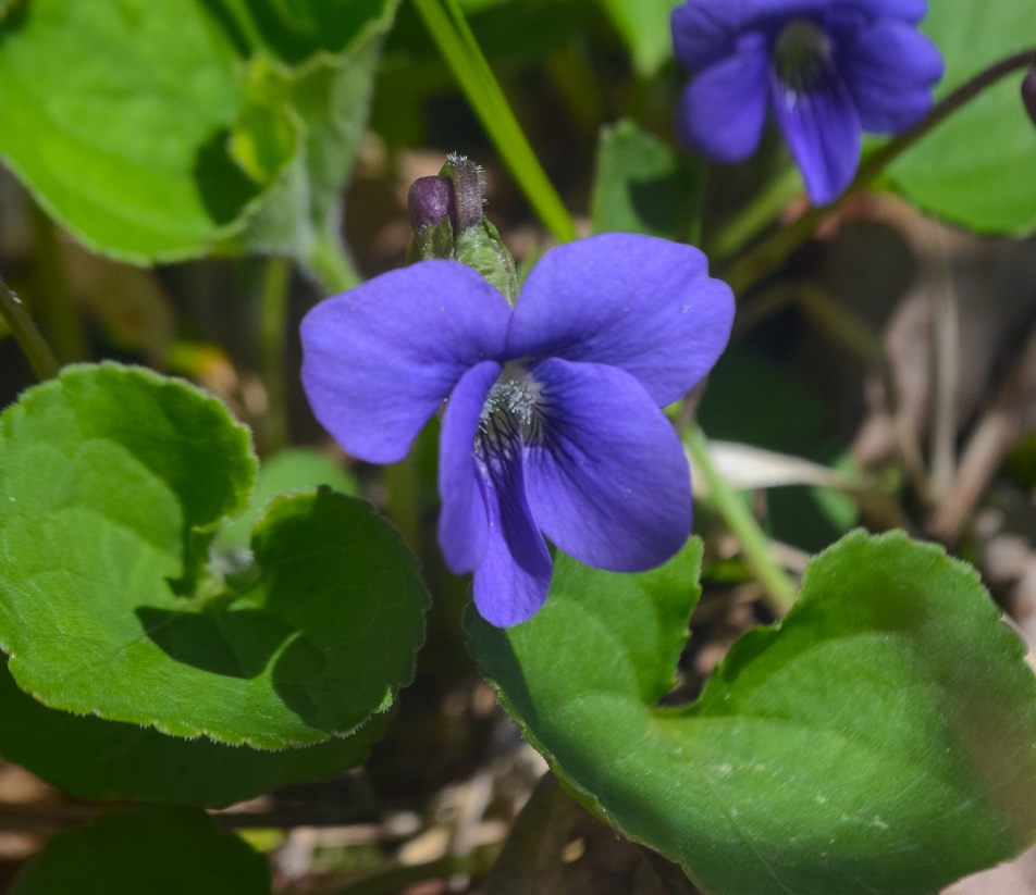 You are currently viewing Wooly Blue Violet