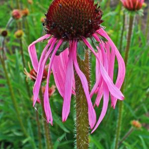 Purple Coneflower