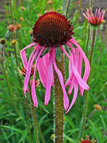 Purple Coneflower