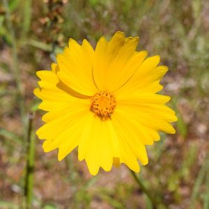 Lanceleaf Coreopsis