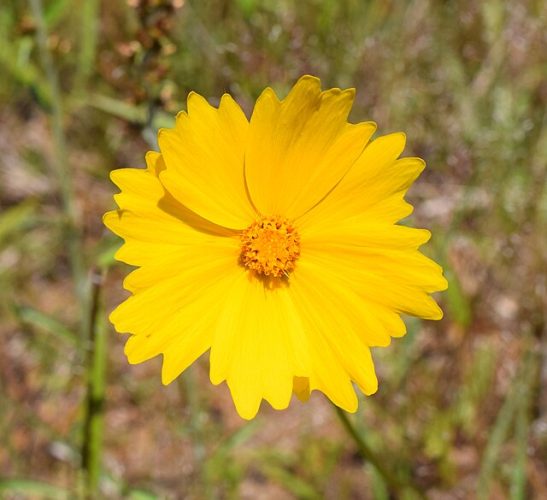 Lanceleaf Coreopsis