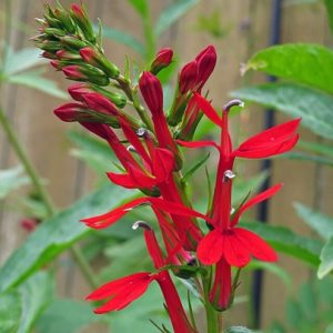 Cardinal Flower
