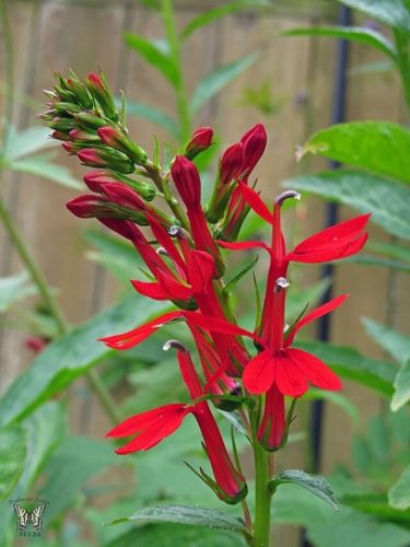 Cardinal Flower