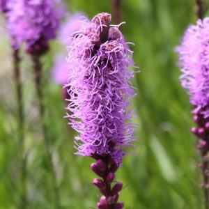 Blazing Star